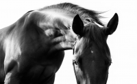 Художественная фотография "Horse Neck"