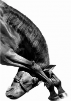 Художественная фотография "French Saddlebred"