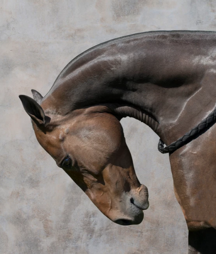 Художественная фотография "Clarita Polo Horse" IRINA KAZARIDI