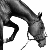 Художественная фотография "Tetera Polo Horse"
