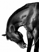 Художественная фотография "Dagur, thoroughbred horse"
