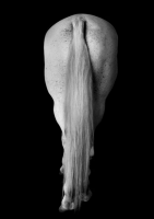 Художественная фотография "White Horse Tail"