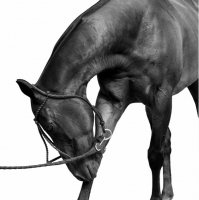 Художественная фотография "Tetera Polo Horse" 