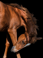Художественная фотография "Baby Horse's neck turn"