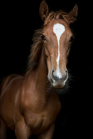 Художественная фотография "Baby Horse"