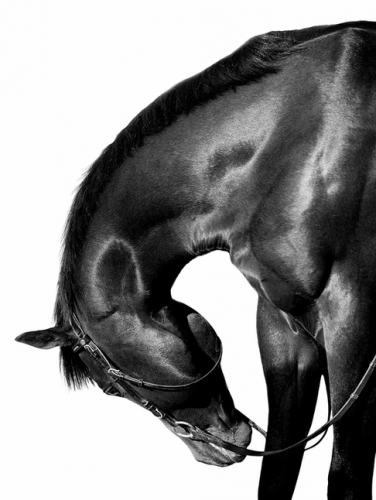 Художественная фотография "Dagur, thoroughbred horse" IRINA KAZARIDI