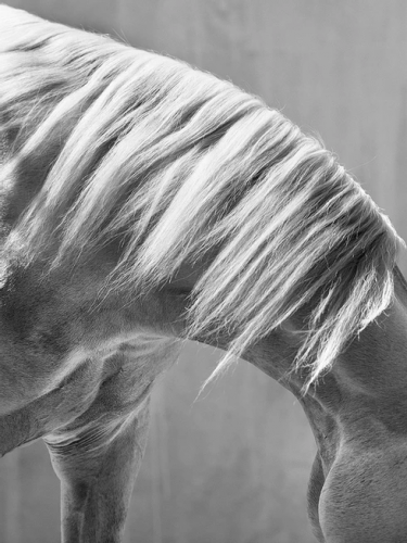 Художественная фотография "Arabian Horse’s neck" IRINA KAZARIDI