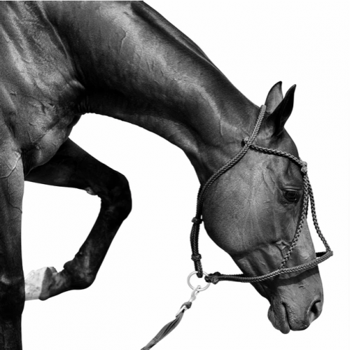 Художественная фотография "Tetera Polo Horse" IRINA KAZARIDI