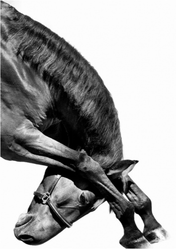 Художественная фотография "French Saddlebred" IRINA KAZARIDI